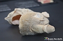 VBS_2578 - Organi Riproduttivi maschili - Mostra Body Worlds